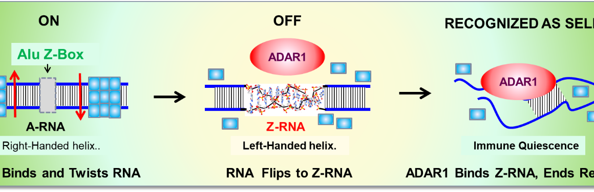 The Z-RNA Nanoswitch.