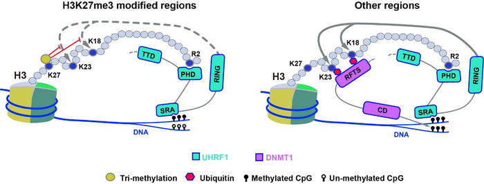 The illustration of UHRF1-DNMT1 mediated DNA methylation at a genomic region with (left) or without (right) H3K27me3 modification. The presence of H3K27me3 inhibits UHRF1 mediated H3 ubiquitination, which is required for recruitment and activation of DNMT1. ©Science China Press