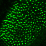 Confocal image of adult zebrafish hair cells (green) in the auditory organ of the inner ear