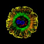 Human Hepatocyte ©NIGMS
